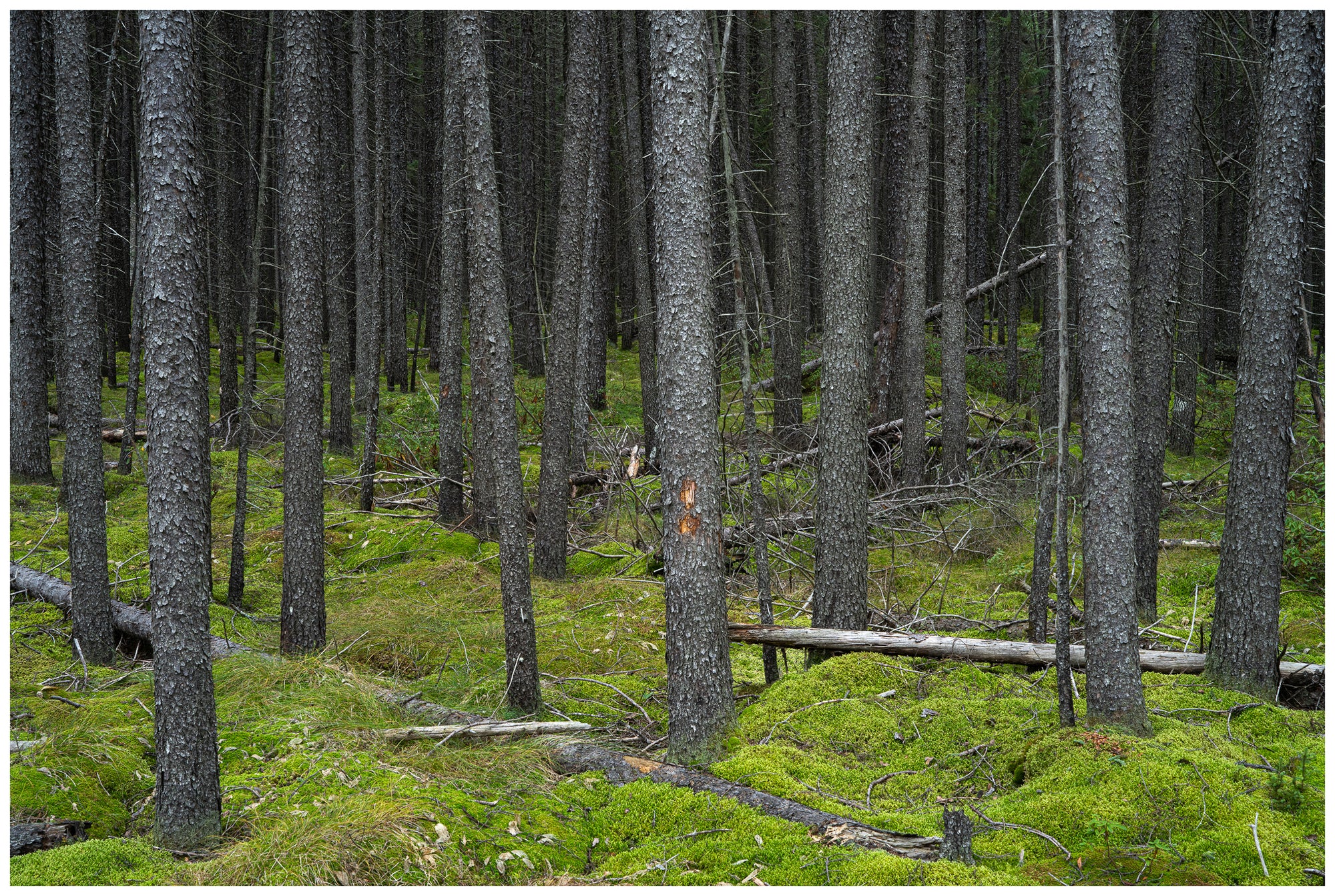 Black Spruce Bog