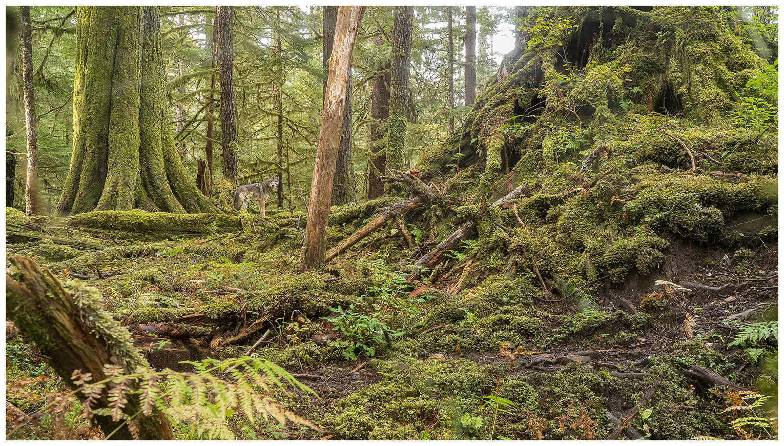 Alexander Archipelago Wolf