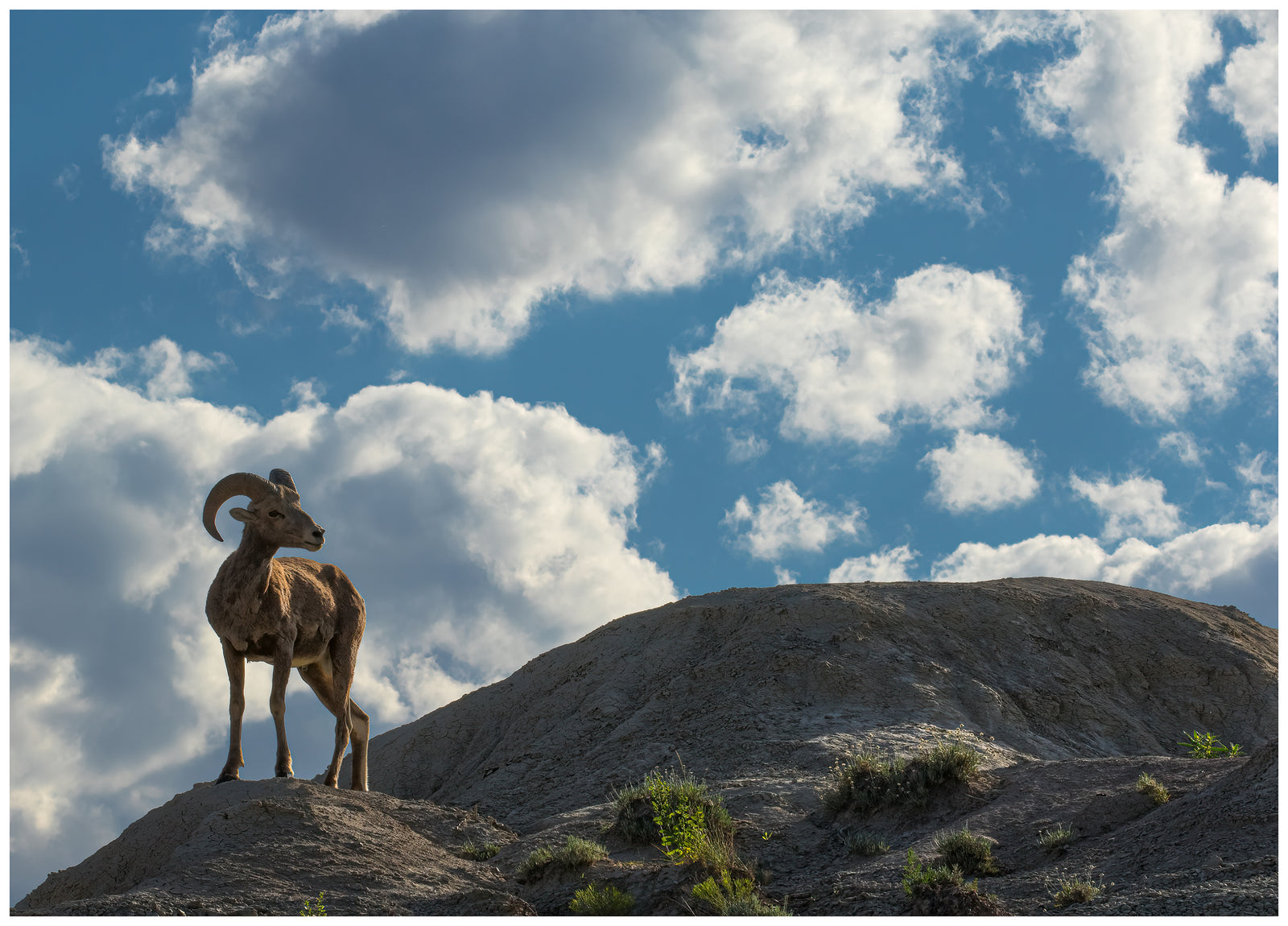 Badlands Ram