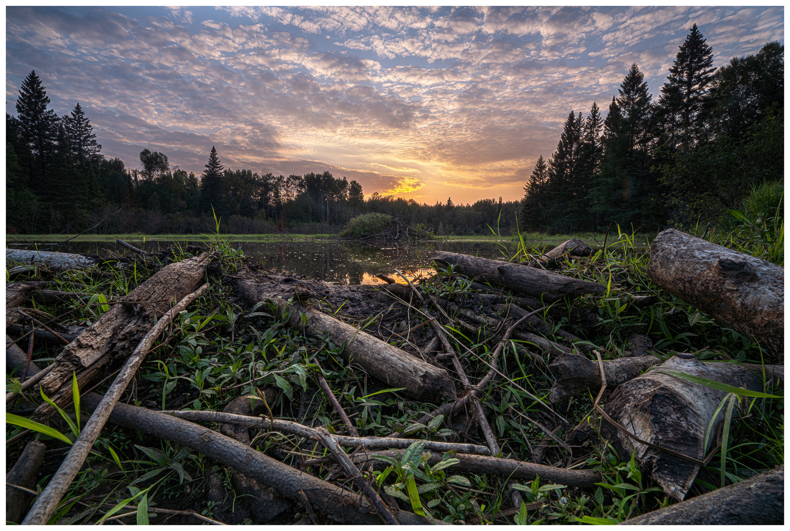 Beaver Pond