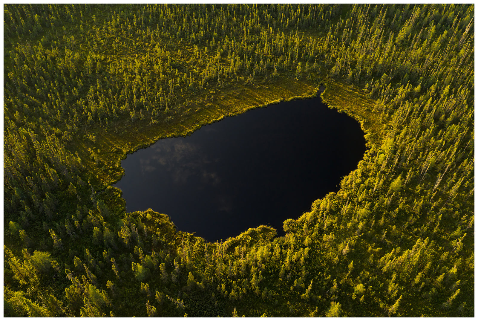Black Spruce Wonderland