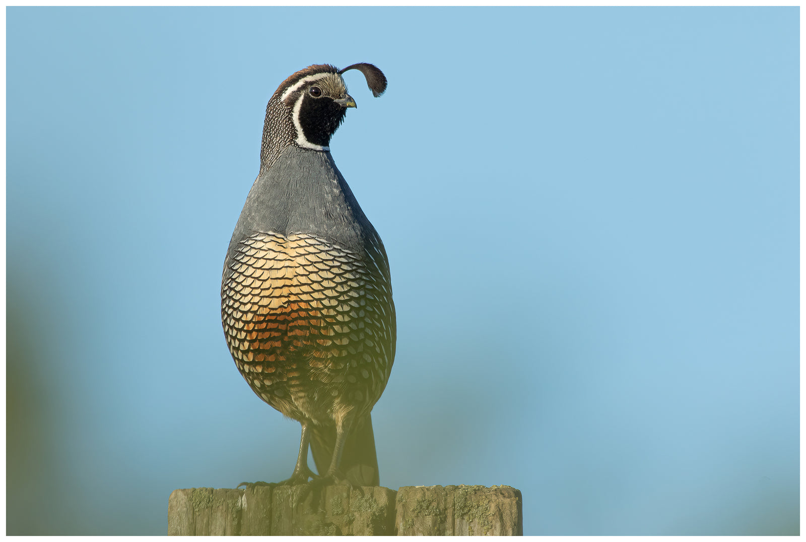 California's State Bird