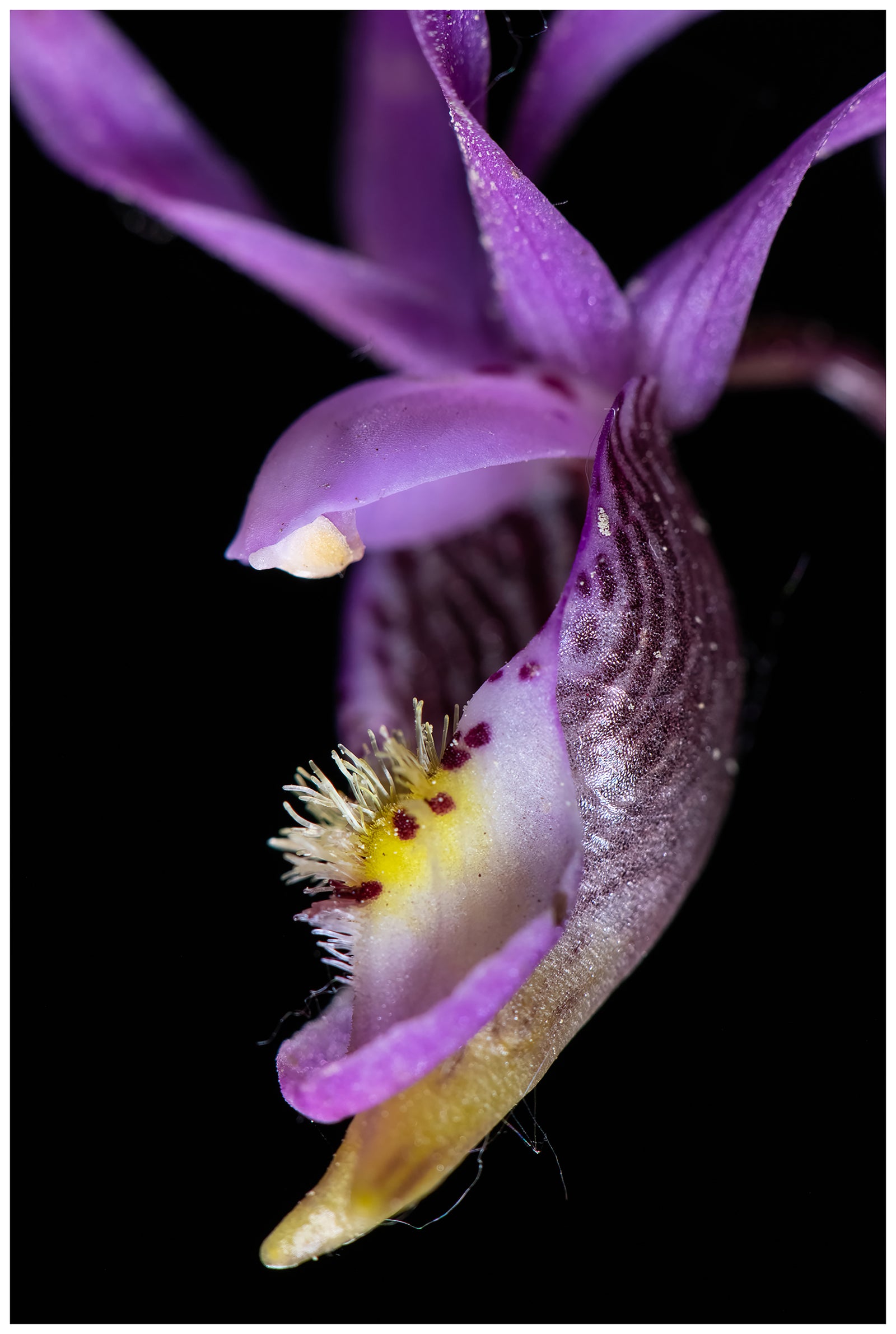 Calypso bulbosa
