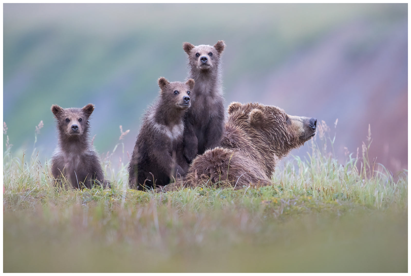 Curious Cubs