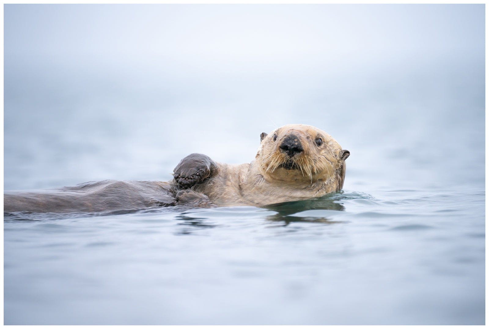 Curious Otter