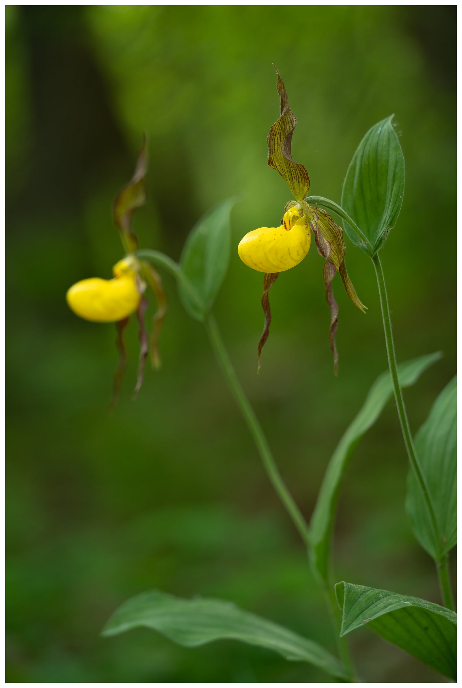 Cypripedium parviflorum