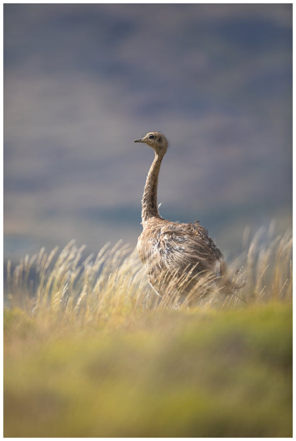 Darwin's Rhea - Benjamin Olson