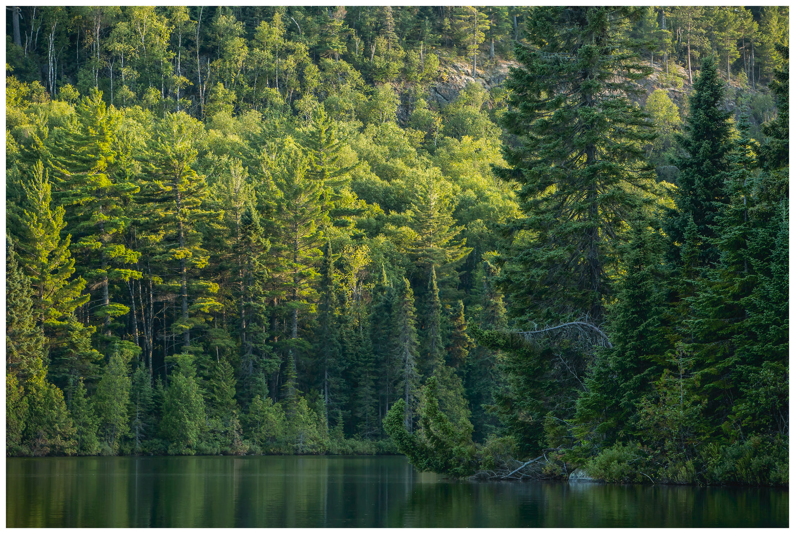 Essence of the Northwoods