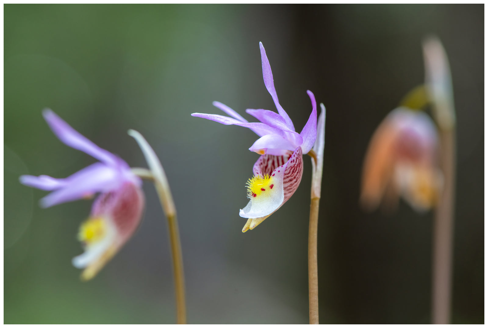 Good Things Come in Three