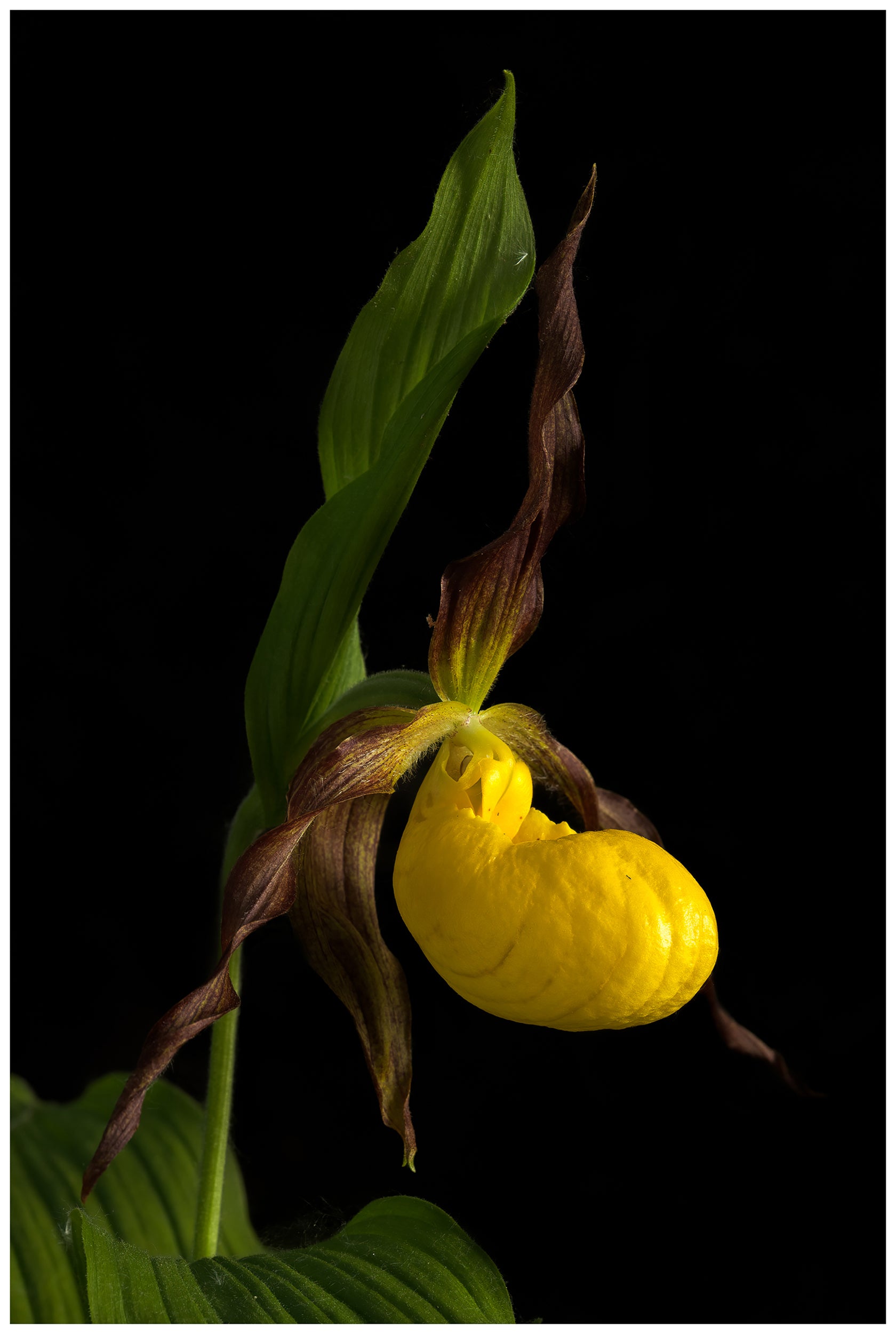 Yellow and purple discount lady slipper flower