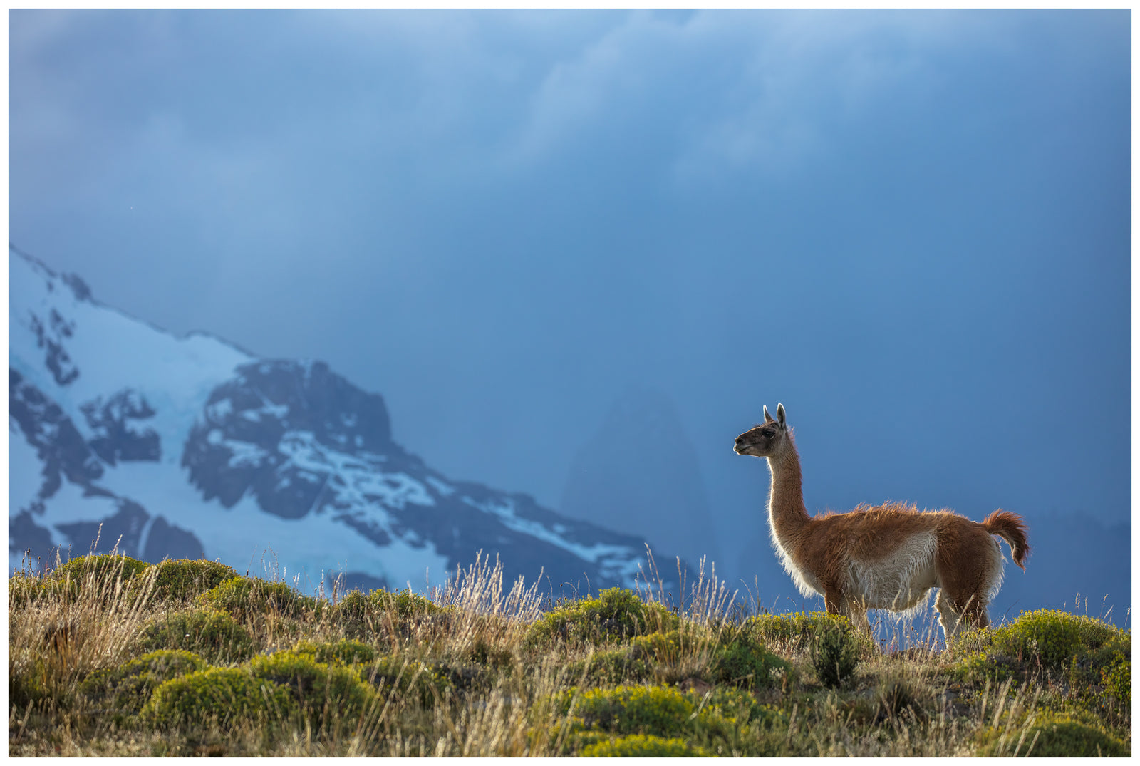 Guanaco