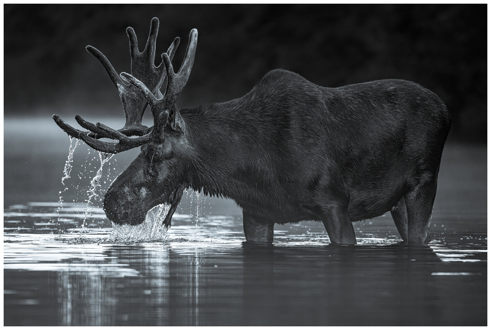 Lean, Mean, Moose Machine