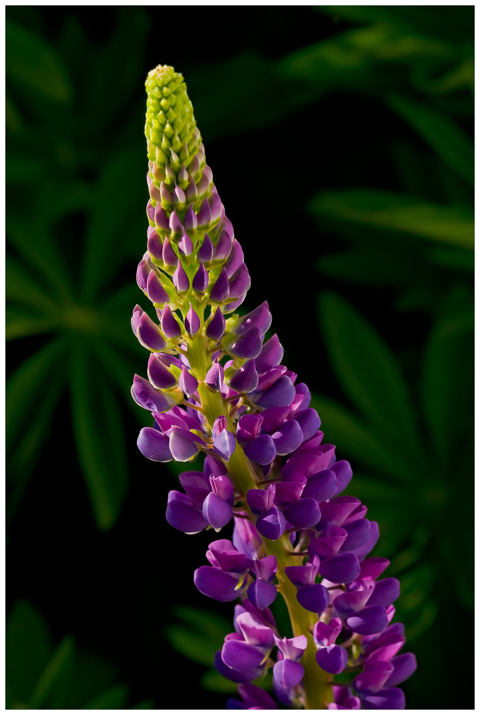 Lupine