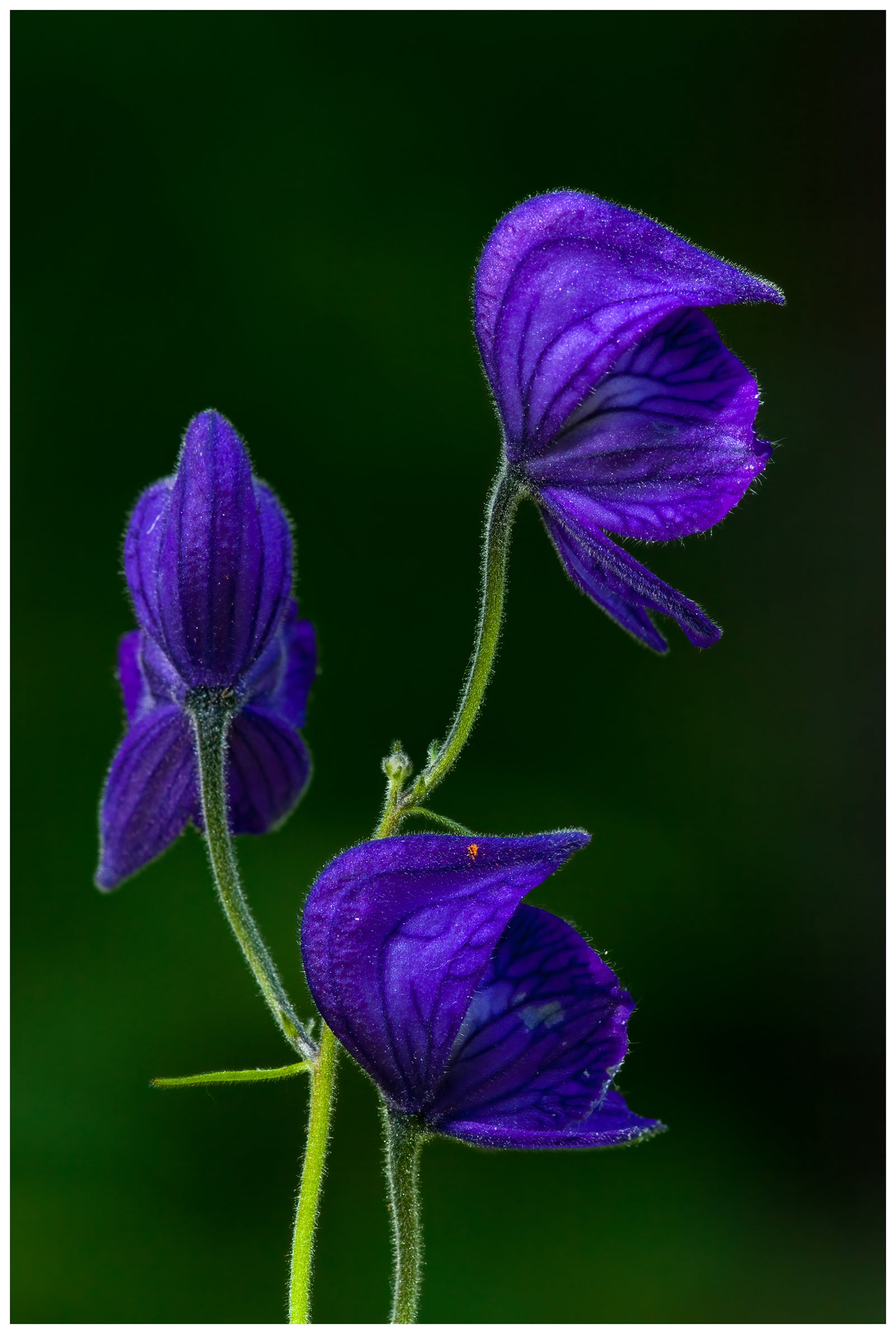 Monkshood