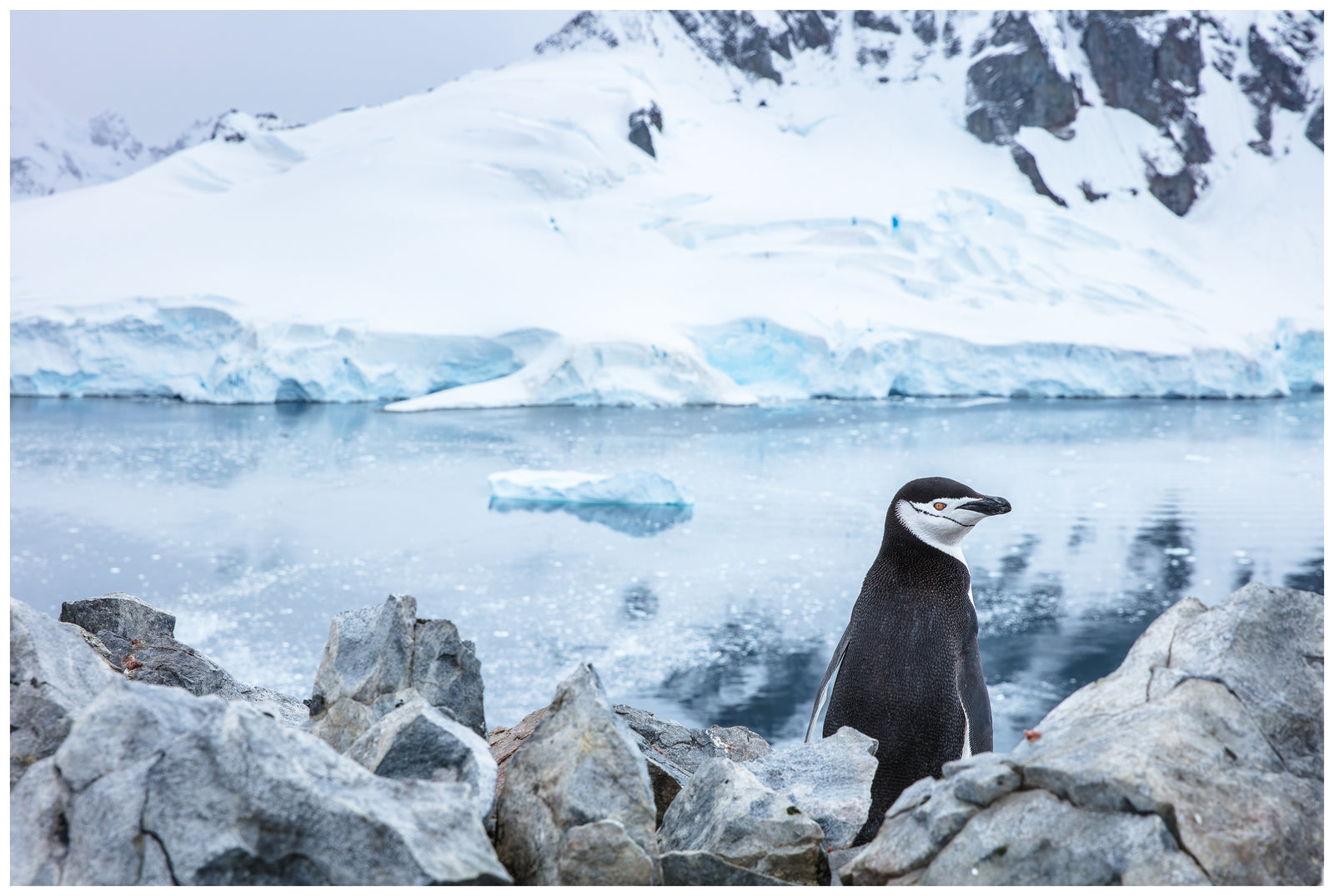 Mountain-top Rookery