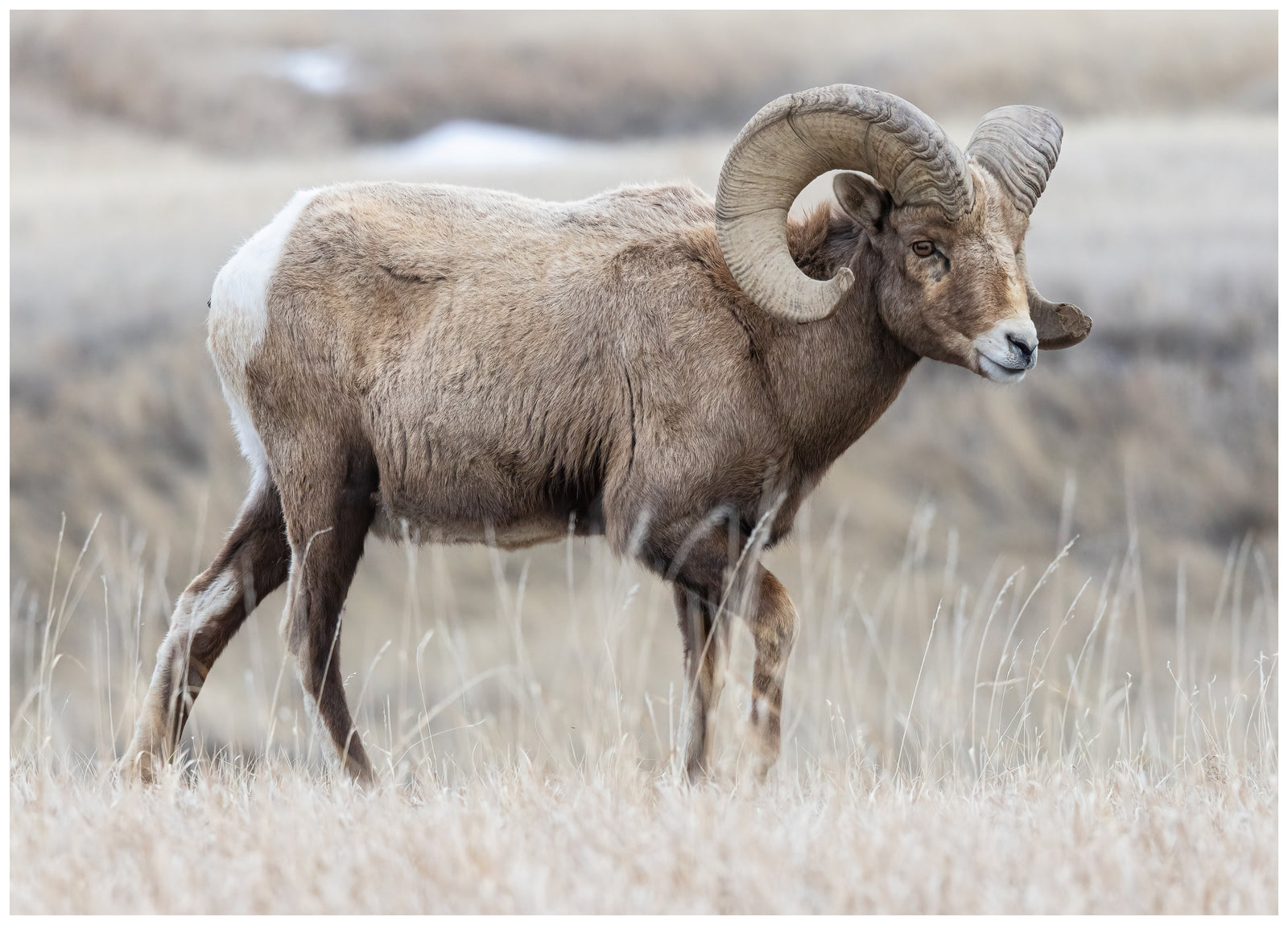 The Dakota's Badlands