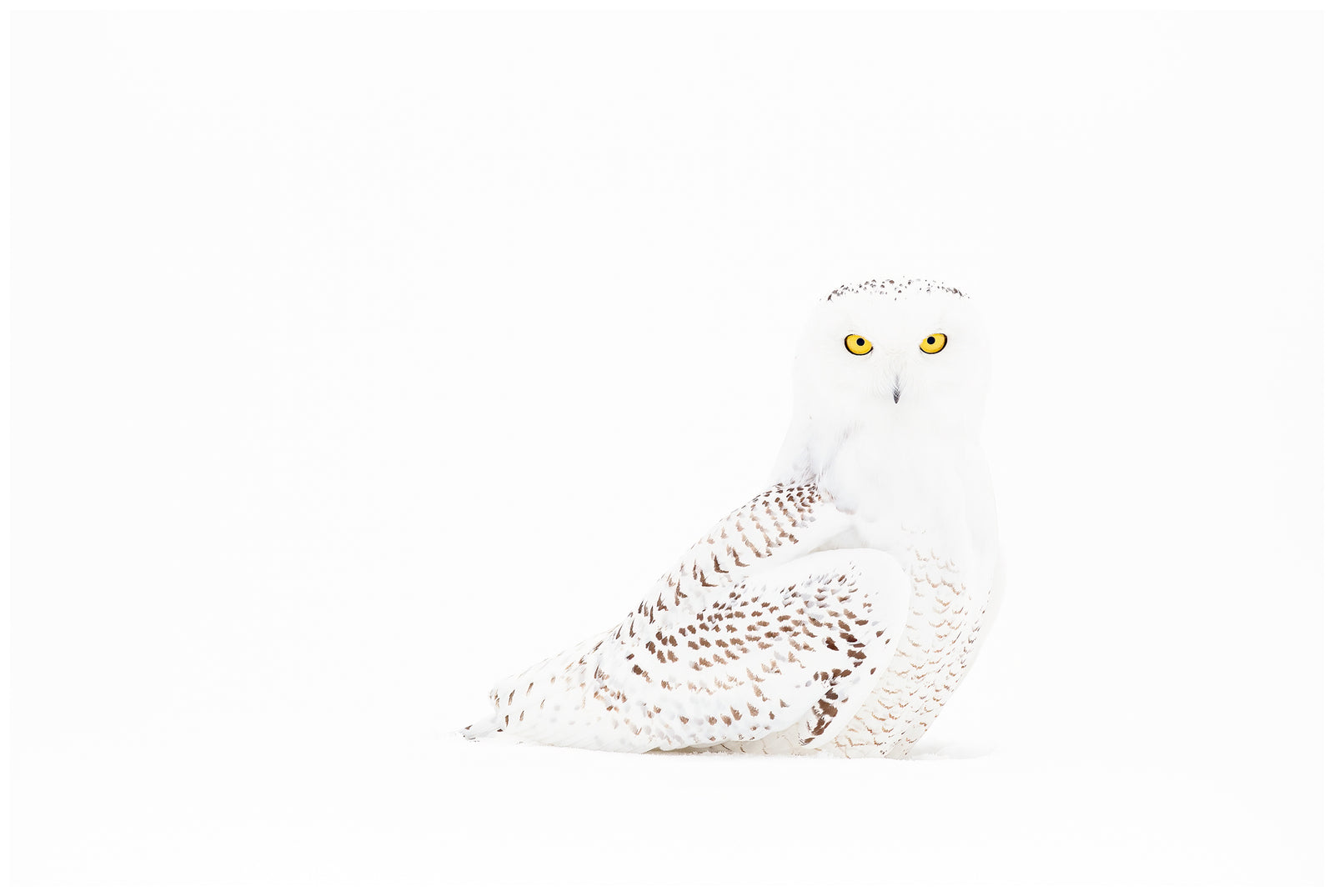 Phantom of the Arctic