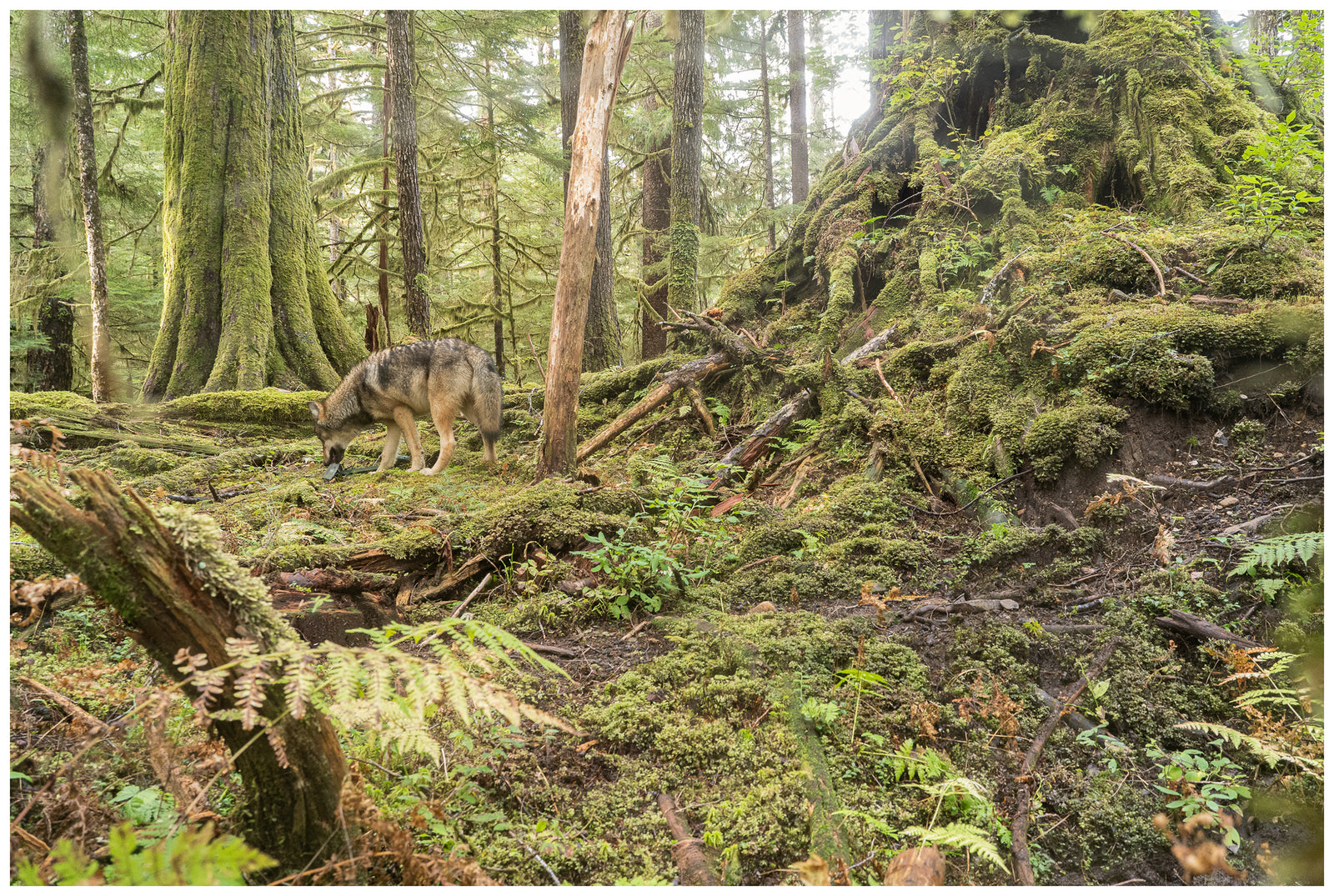 Playing with my Camera Trap