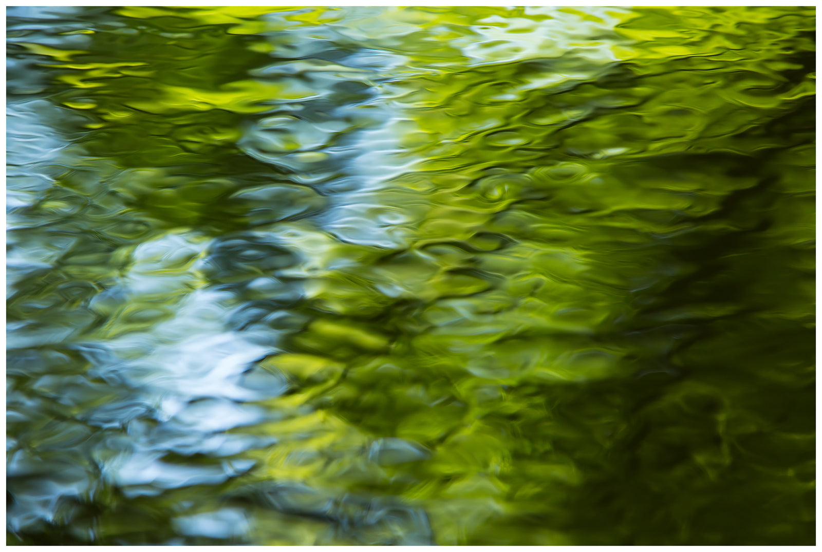 Reflections of the Big Woods