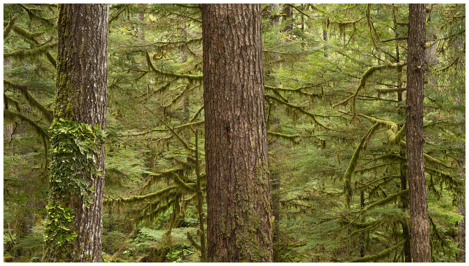 Prince of Wales Island