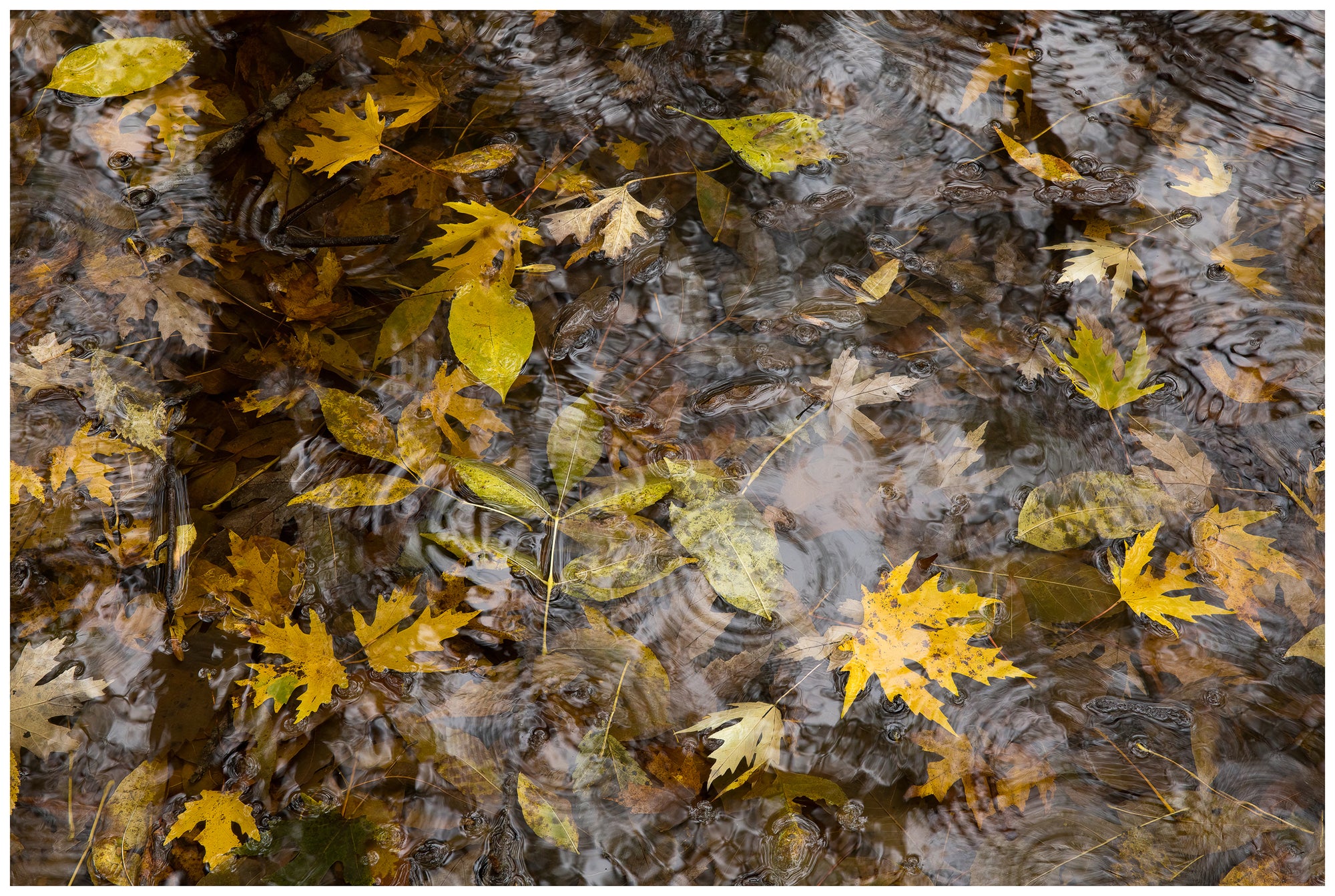 River Bottom Autumn