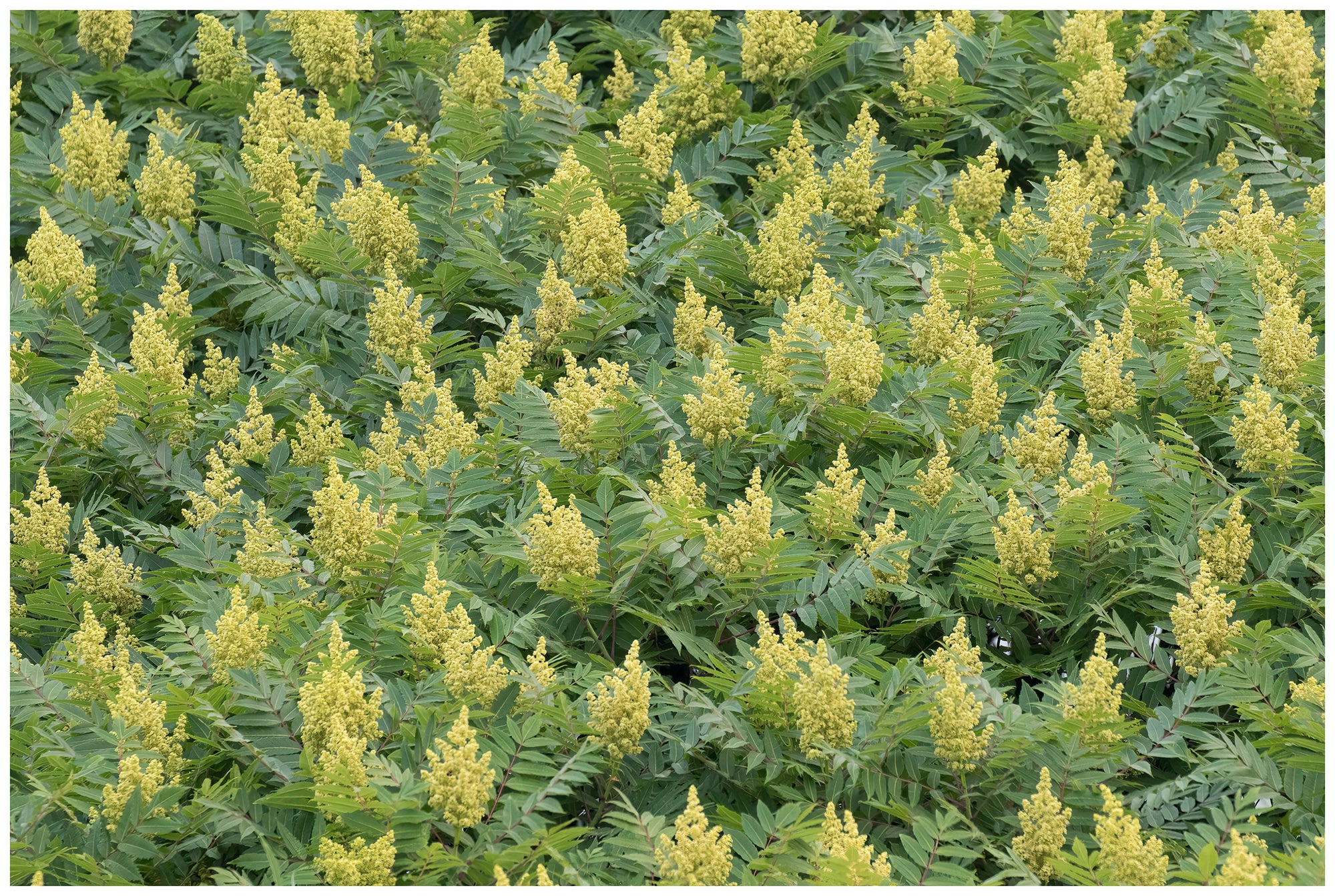 Sumac In Spring Spring Sumac - Benjamin Olson