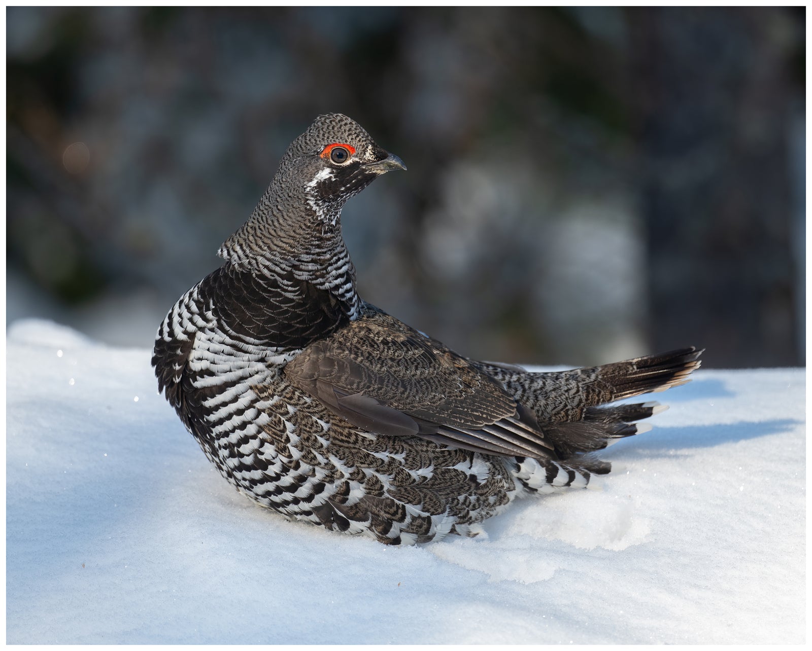 Spruce Grouse