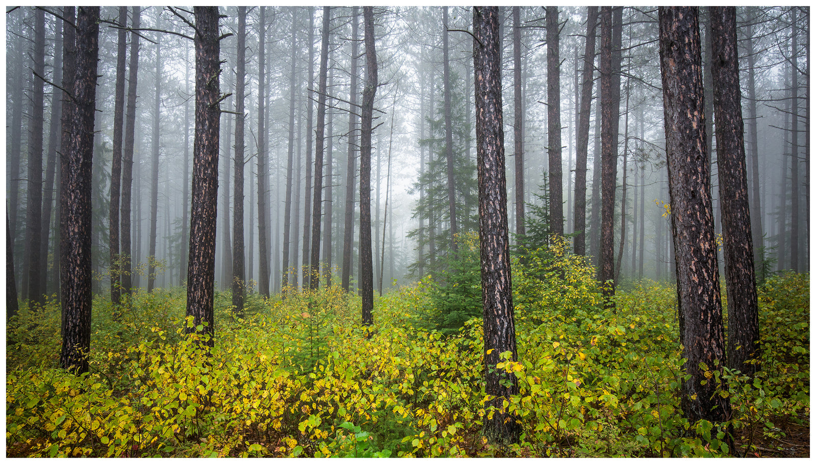 The Enchanted Forest