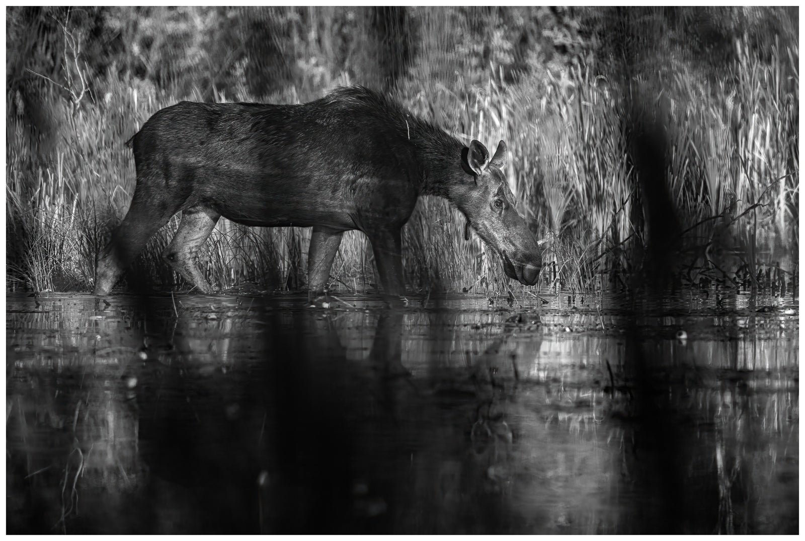 Through the Cattails