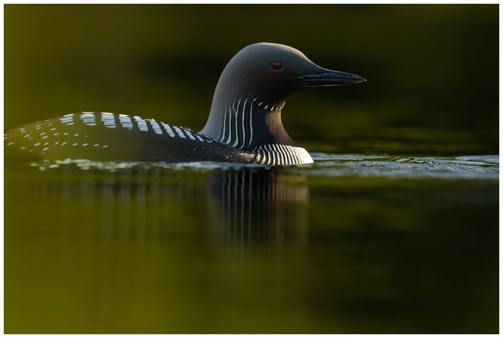 Through the Vegetation