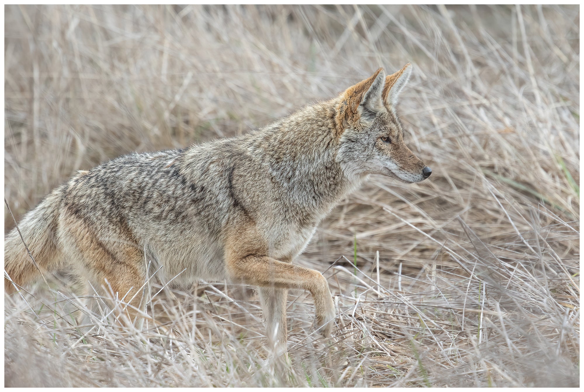 Wiley Coyote