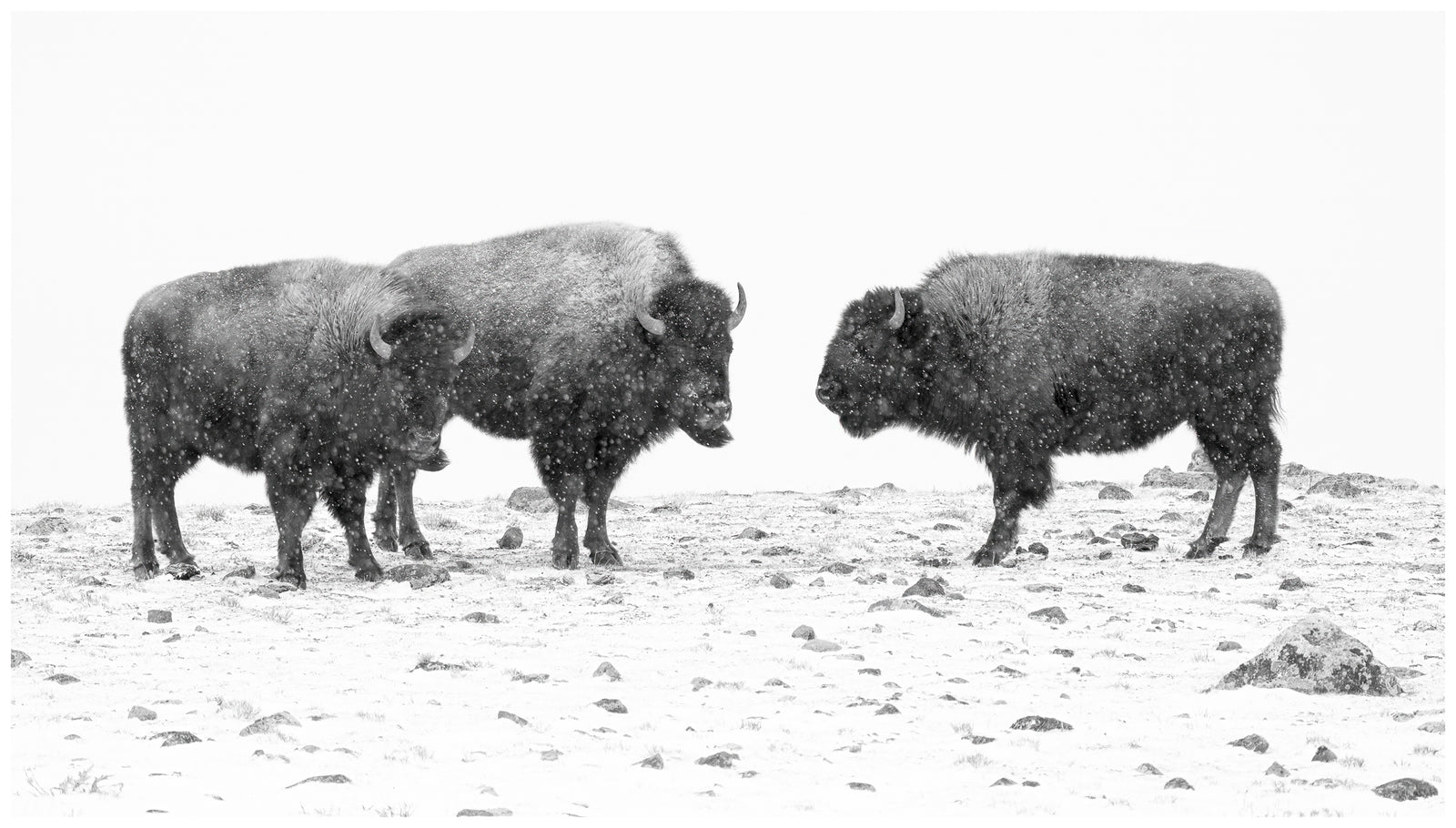 Greater Yellowstone Region