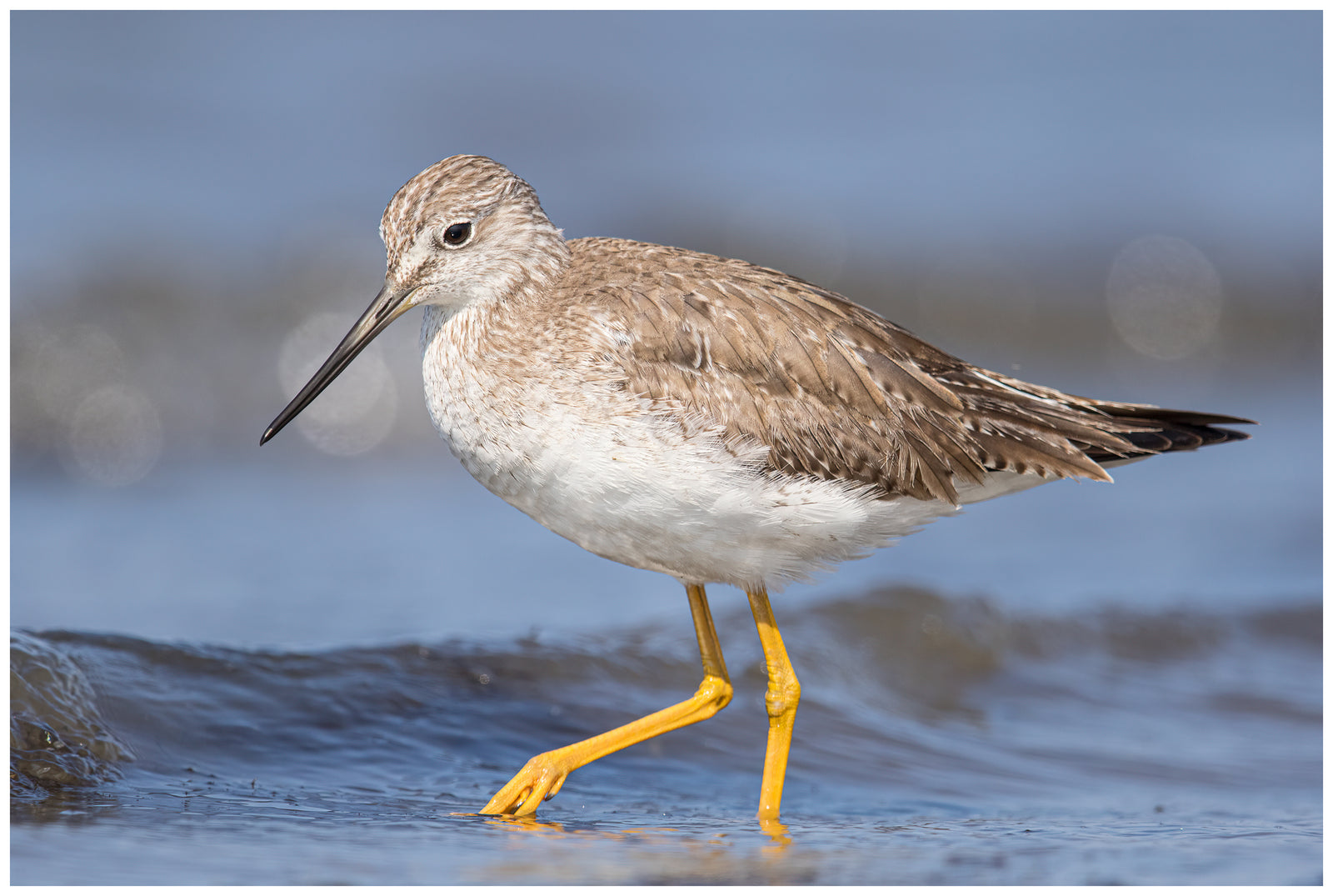 Yellow Legs